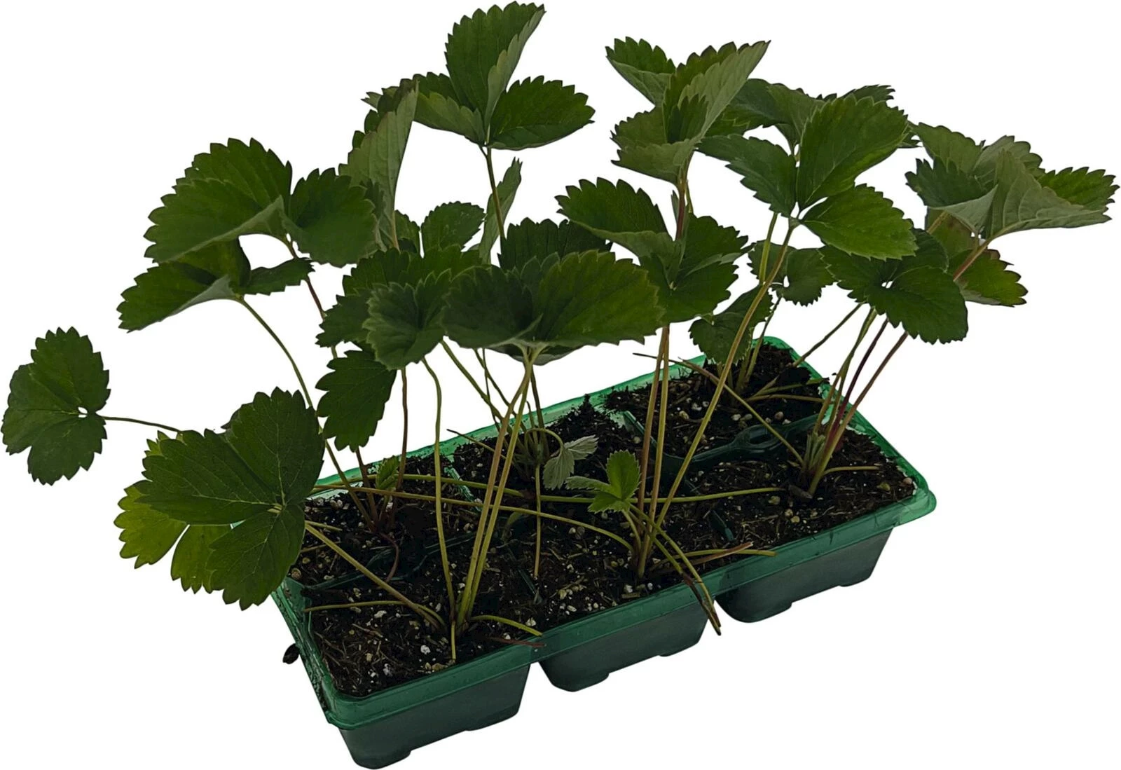 Erdbeeren Wädenswil 6er Schale