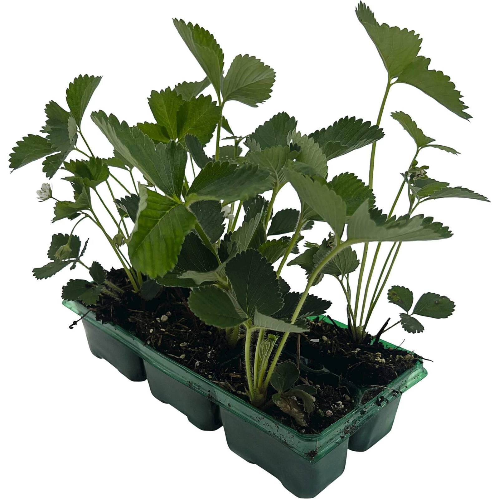 Erdbeeren Malvina 6er Schale kaufen - Obst u. Beeren - LANDI