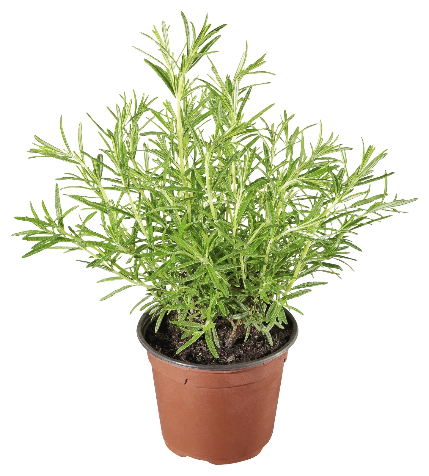 Rosmarin P18 cm