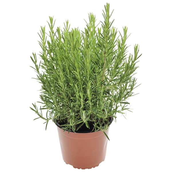 Romarin P18 cm Acheter - Herbes et épices - LANDI