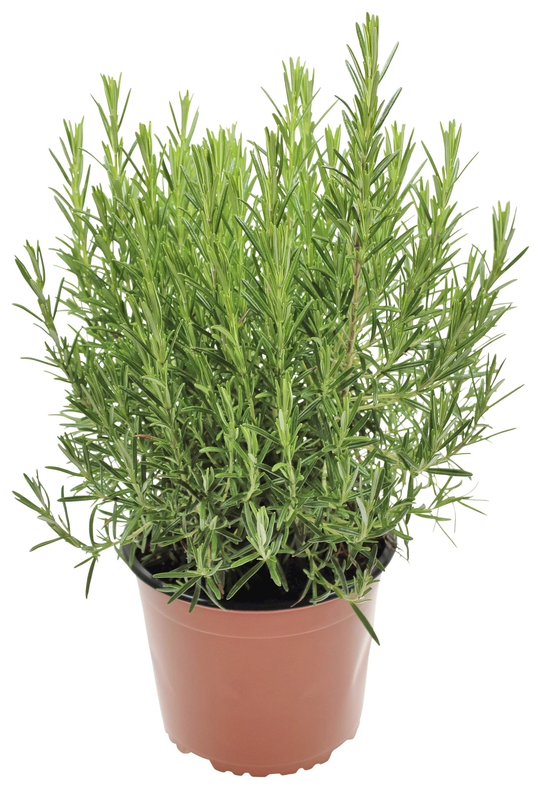 Rosmarin P18 cm kaufen Kräuter u. Gewürze LANDI