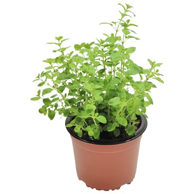 Landi lavendel Landi lavendel