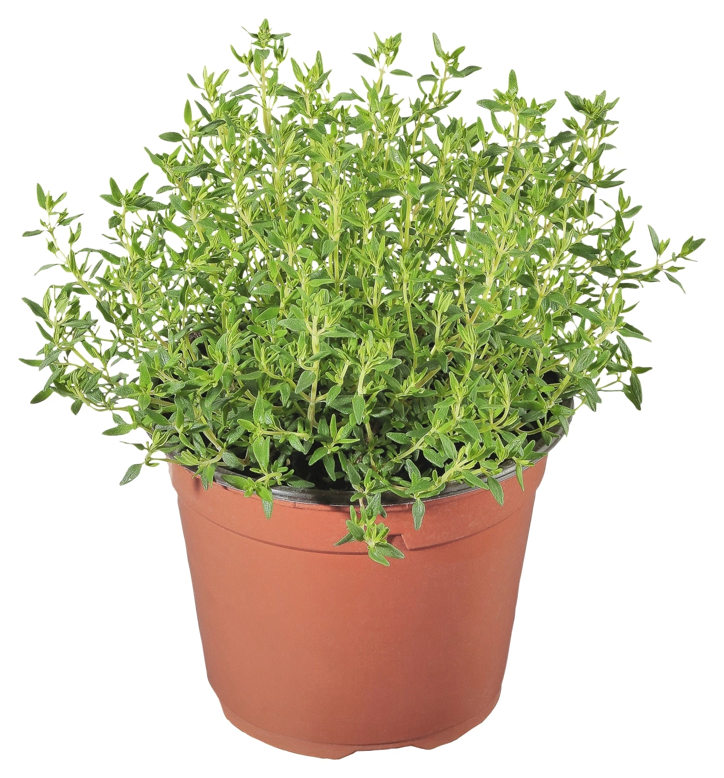 Thym de cuisine P18 cm