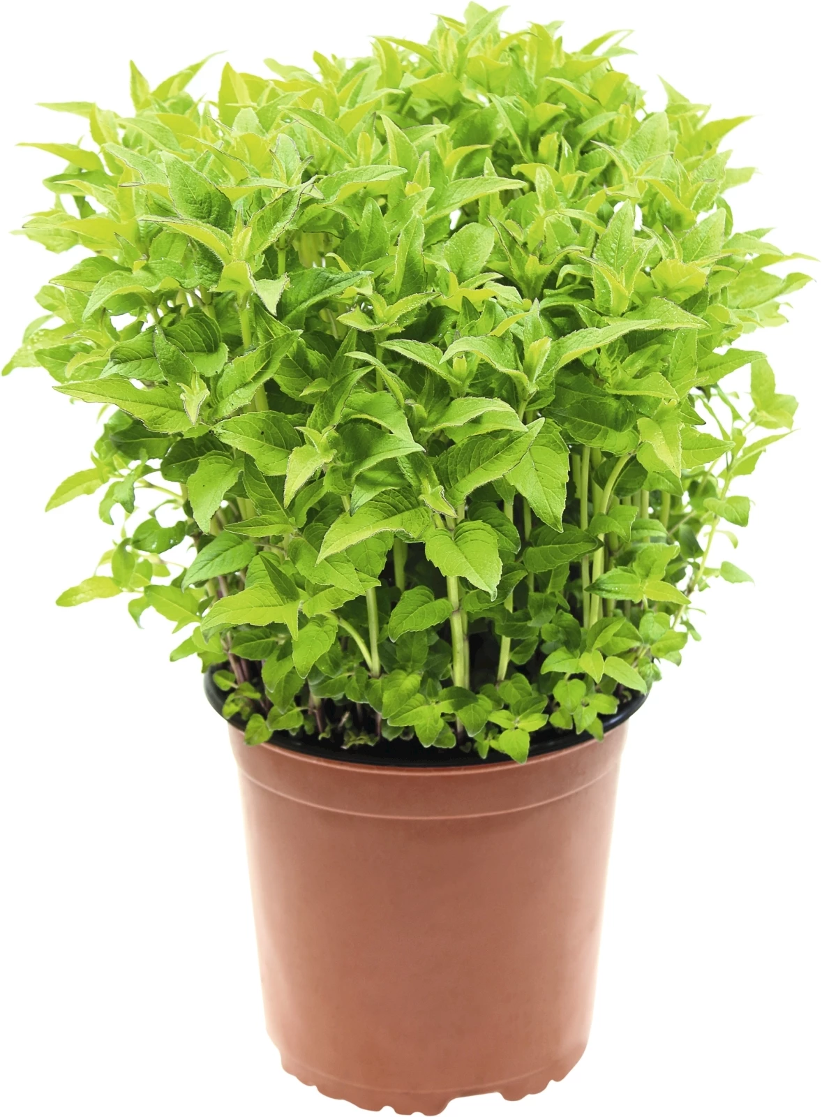 Goldmelisse Monarde P18 cm