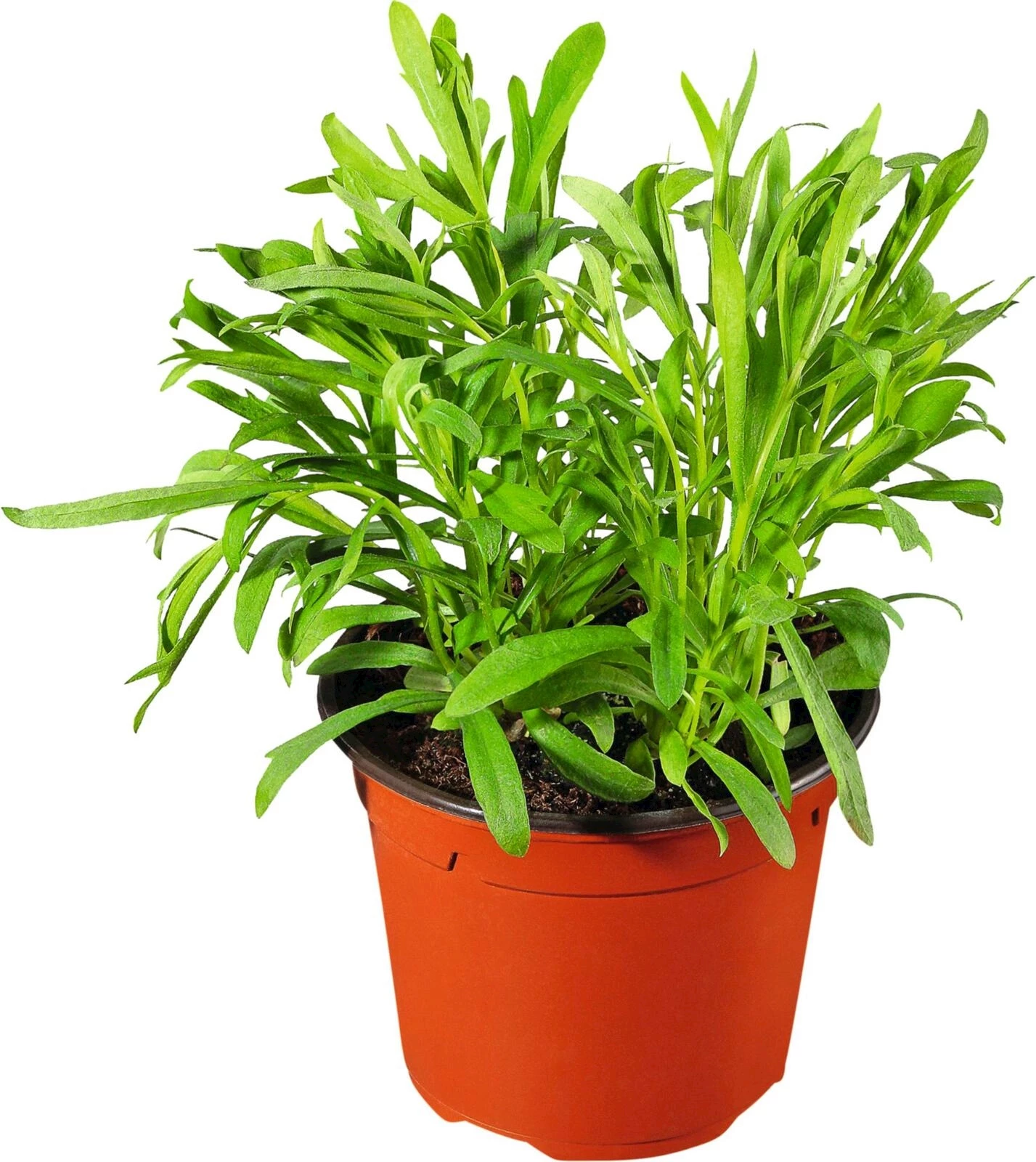 Estragon P18 cm kaufen Kräuter u. Gewürze LANDI