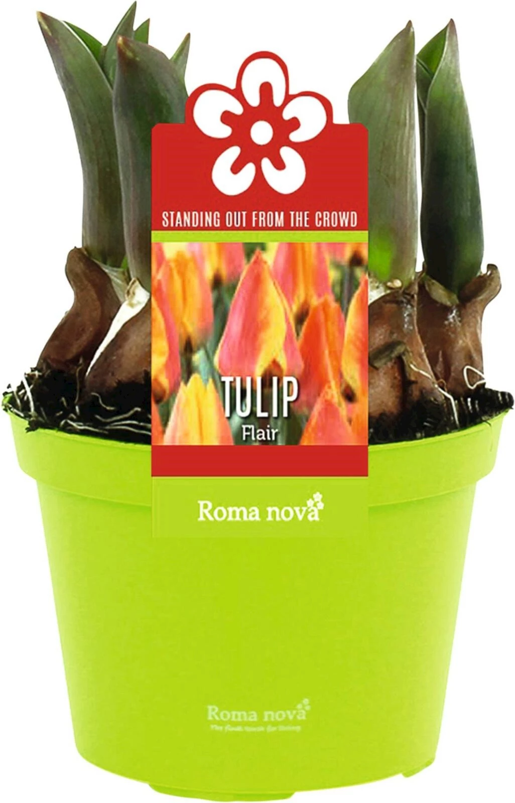 Floraison printemps P12 cm