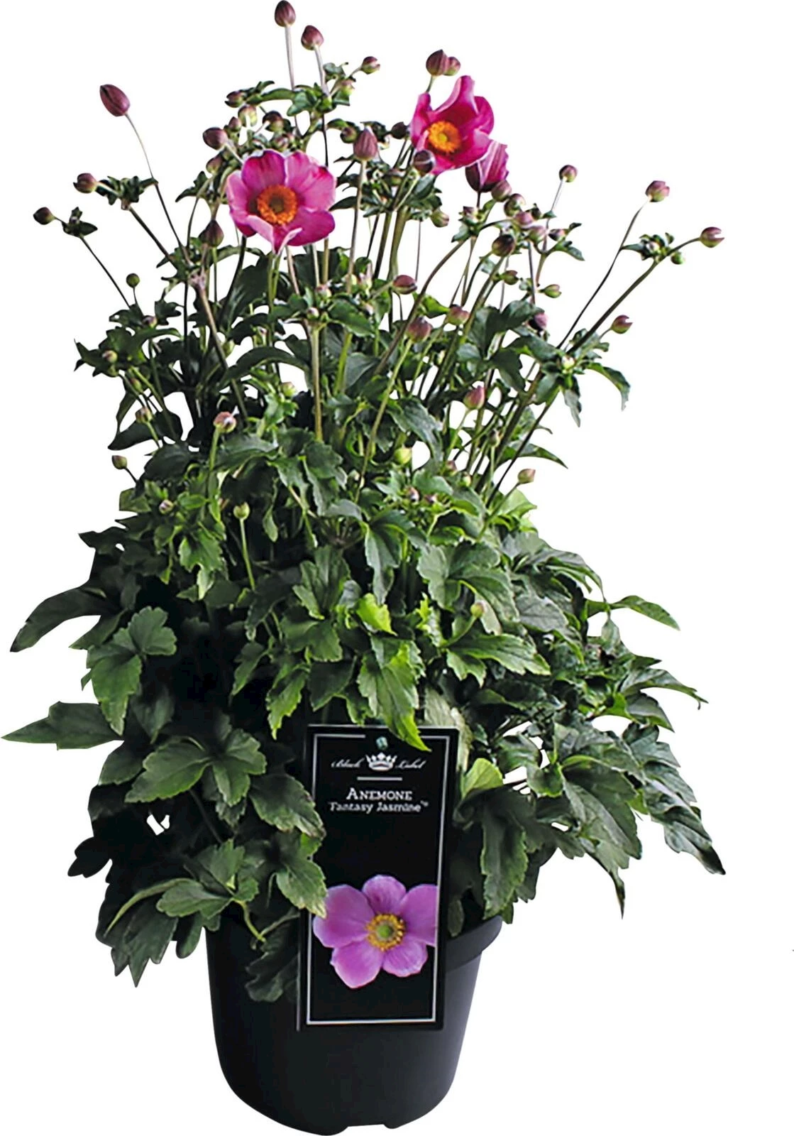 Anemone Fantasie P19 cm