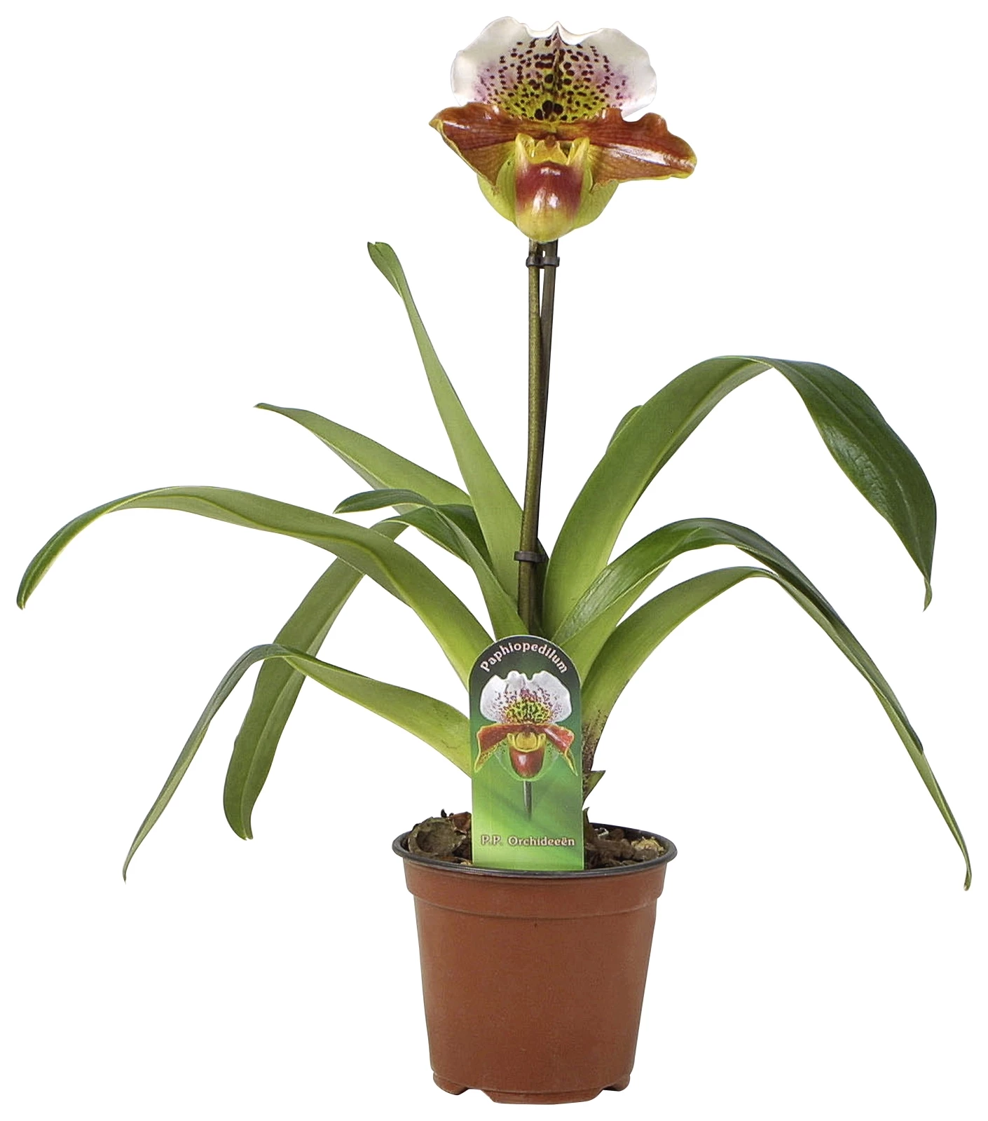 Paphiopedilum 1 Tr. P12 cm