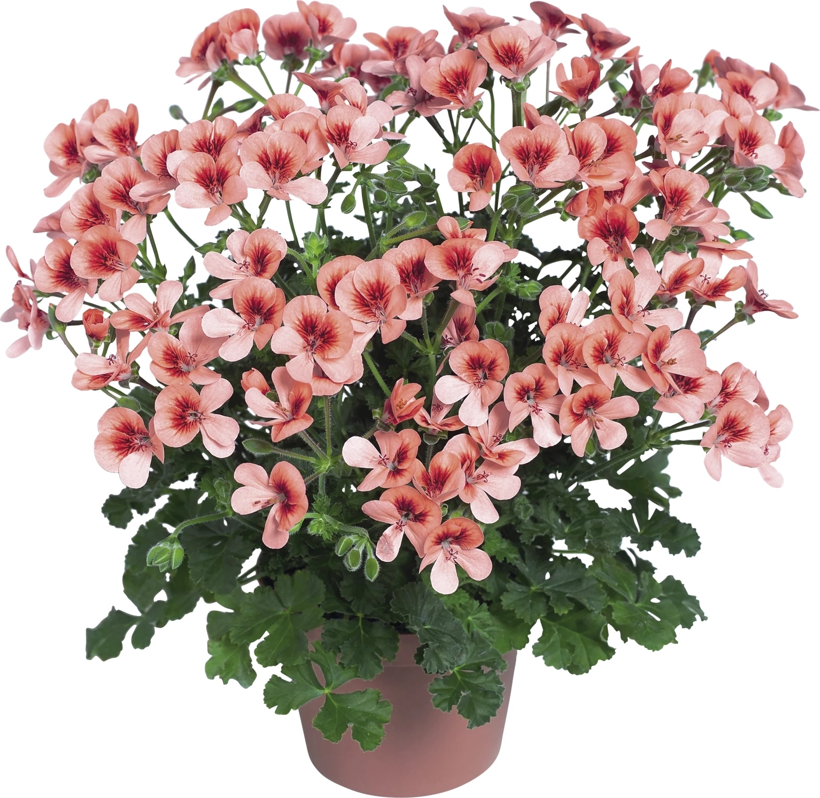 Pelargonium Grandiflorum P13 cm