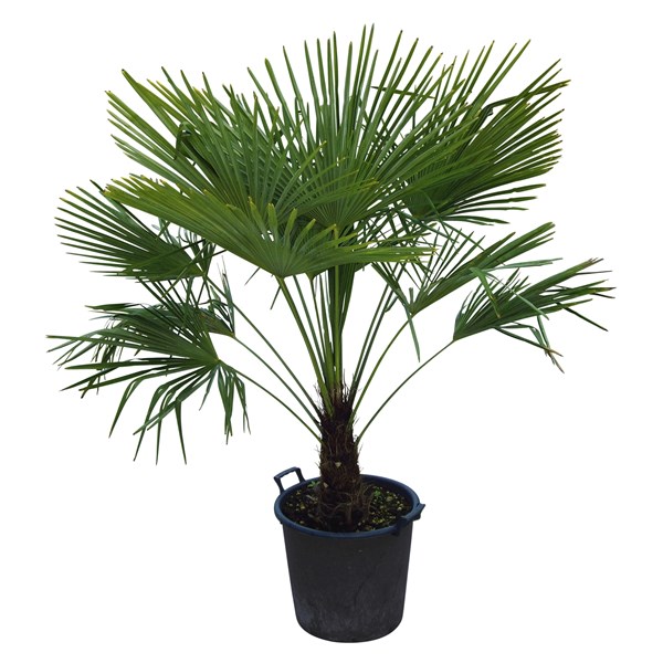 Palmier tessinois grand P30 cm