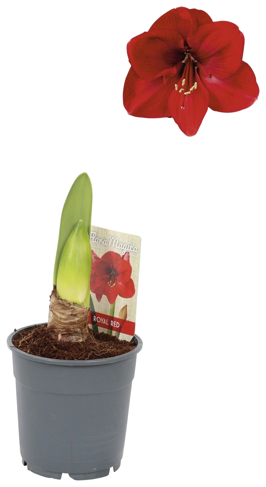 Hippeastrum P12 cm