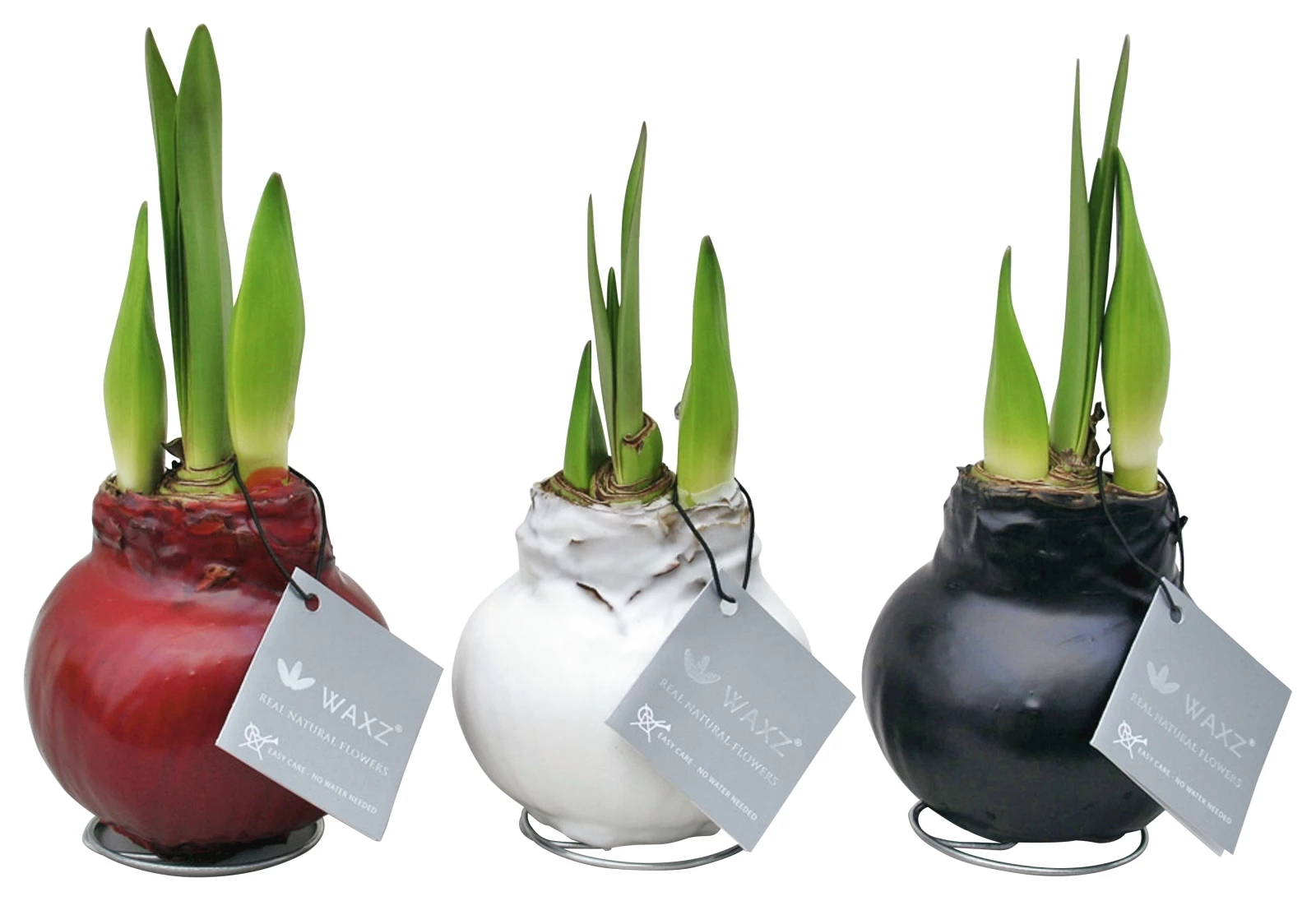 Hippeastrum in Wachs