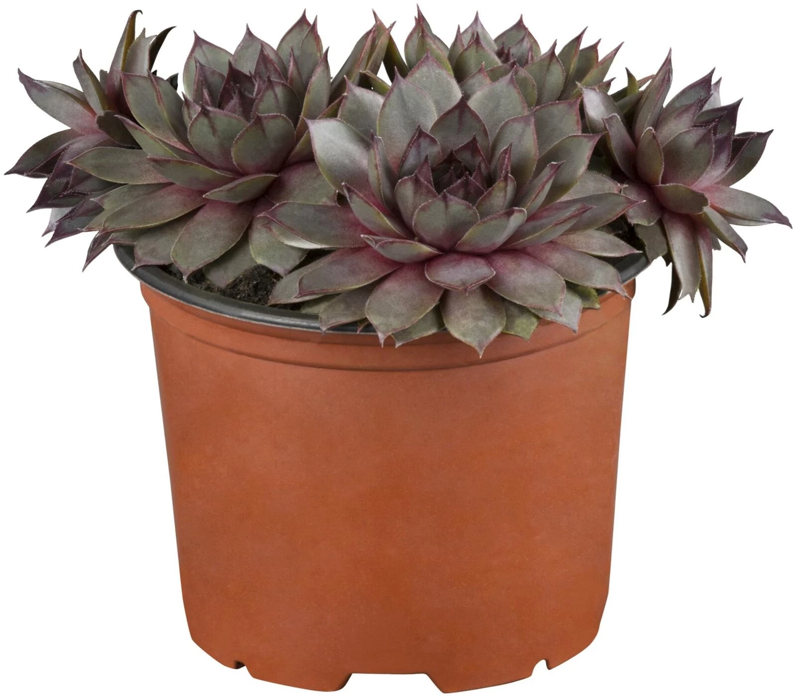 Sempervivum 4er Set P9 cm