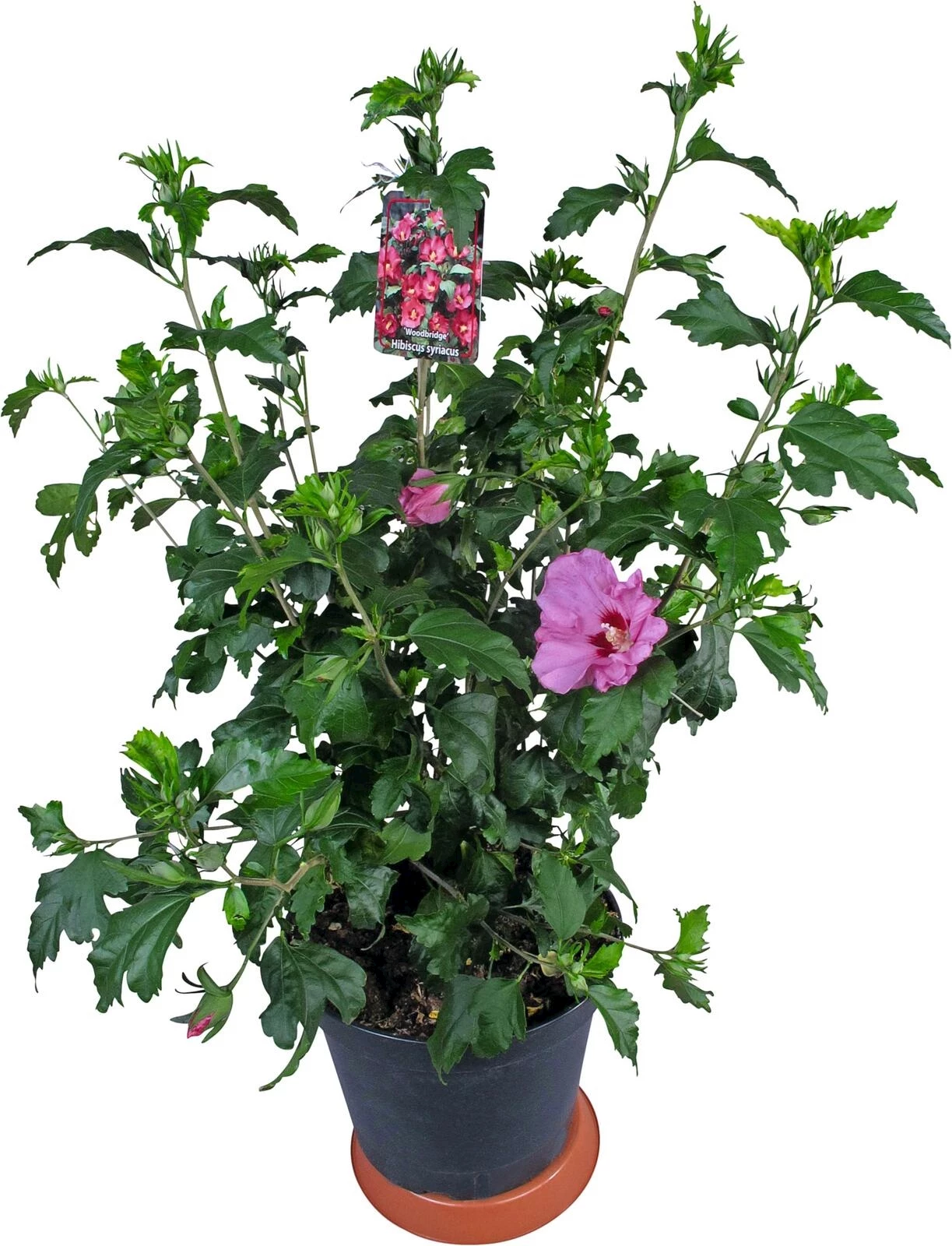 Hibiscus rosa P23 cm