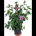 Hibiscus rose P23 cm