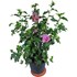 Hibiscus rosa P23 cm
