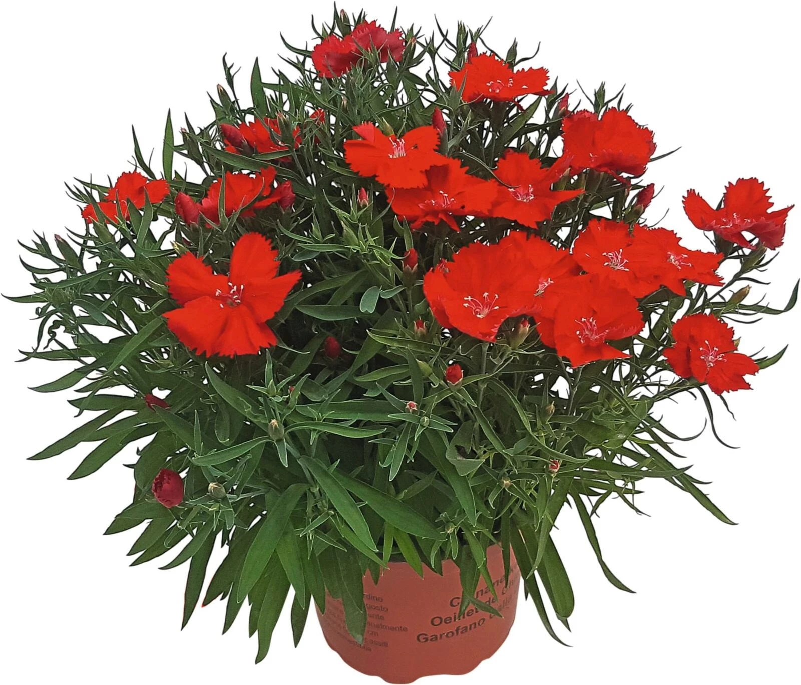 Dianthus chinensis XXL  P17 cm