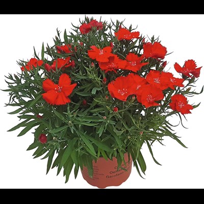 Dianthus chinensis XXL  P17 cm