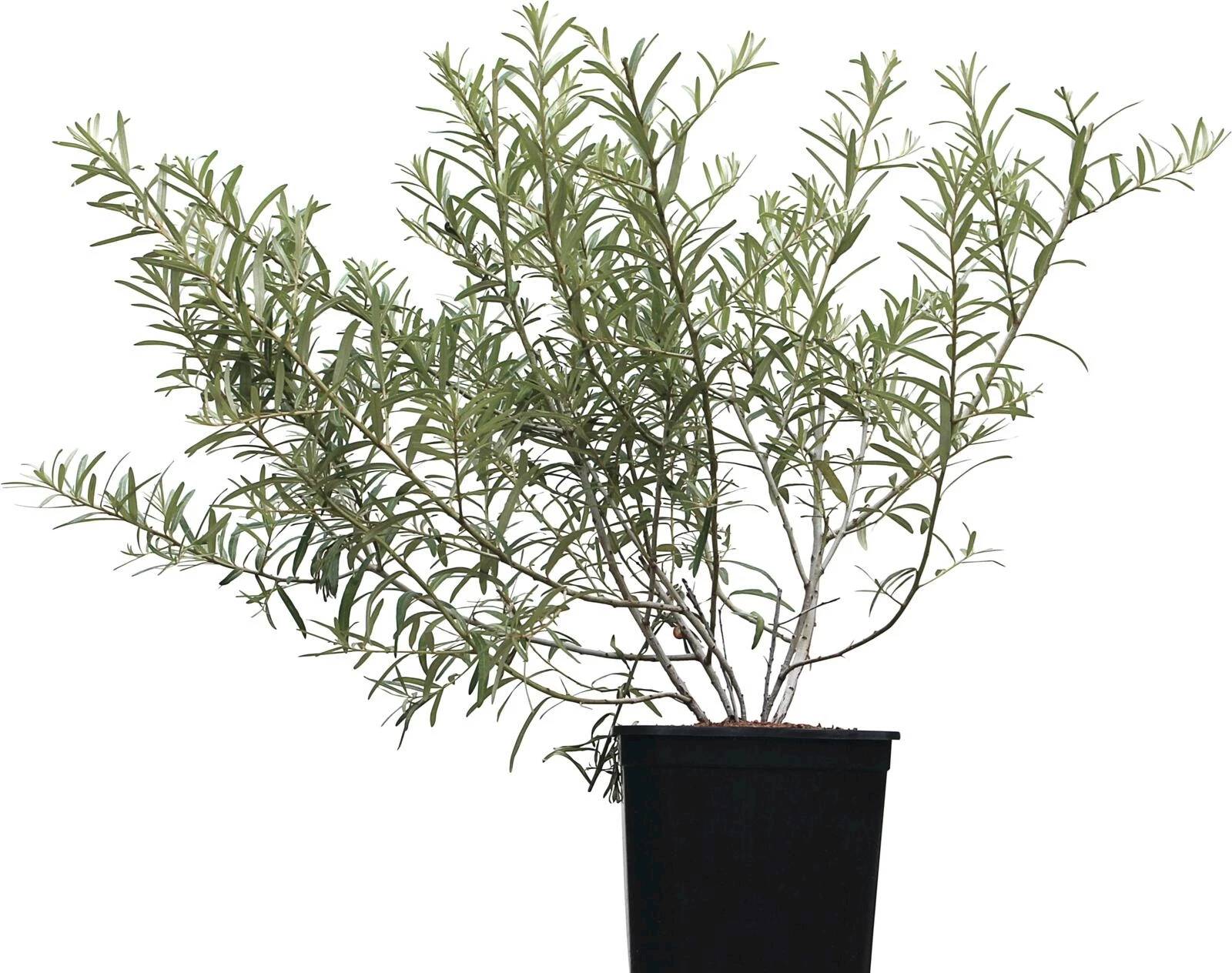 Sanddorn weiblich 5 lt.