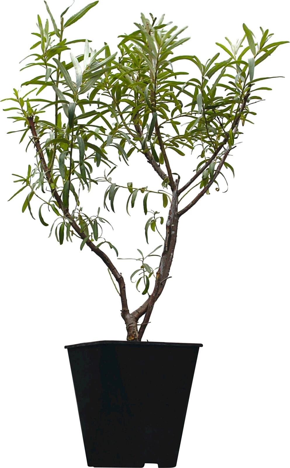 Sanddorn pollmix männlich 5 lt.