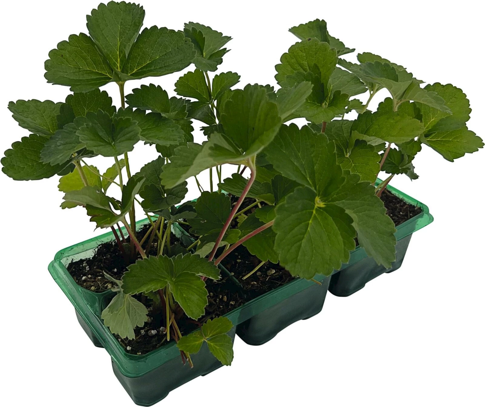 Erdbeeren Schweizerduft 6er Schale