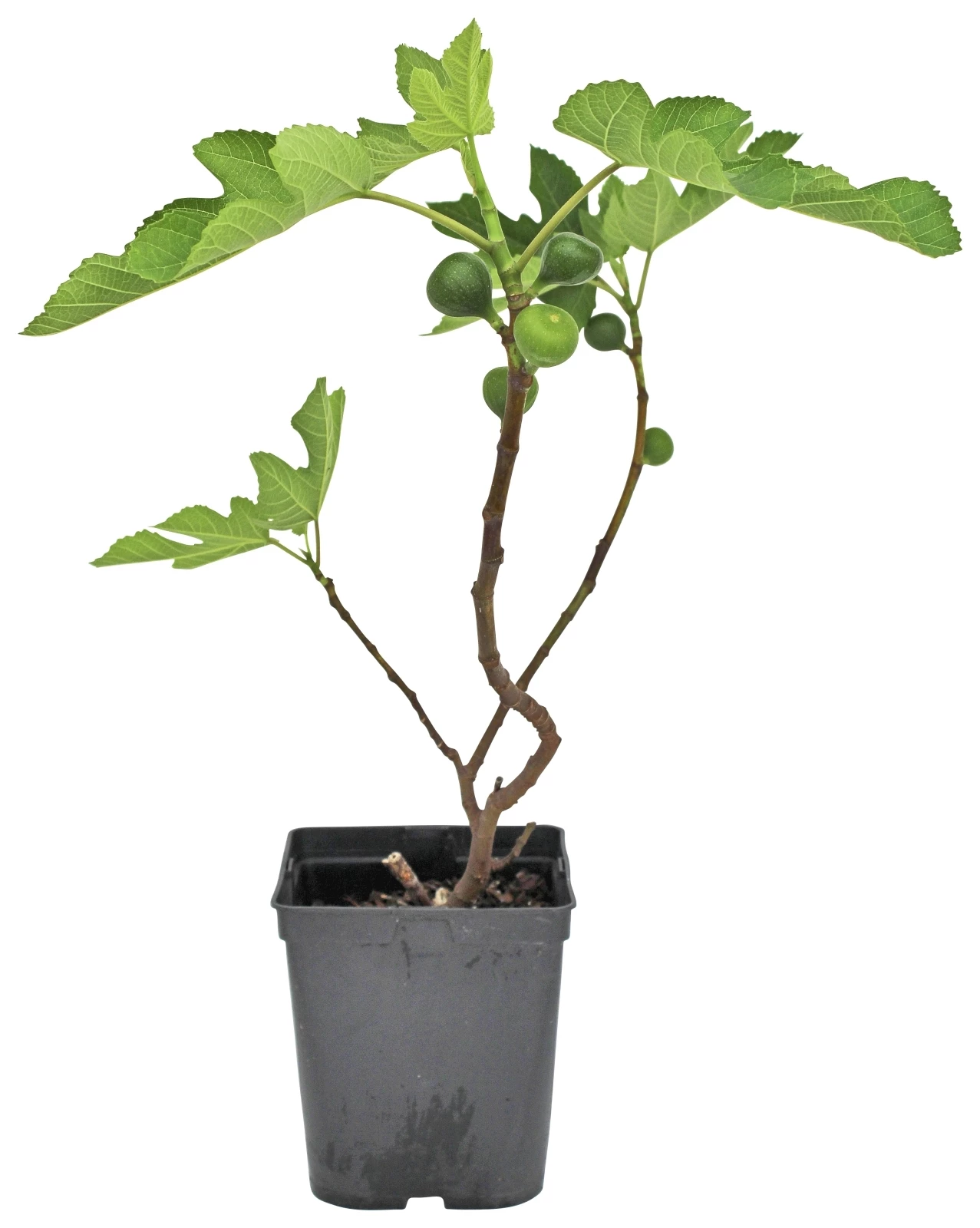 Feigen Gustissimo P5 l