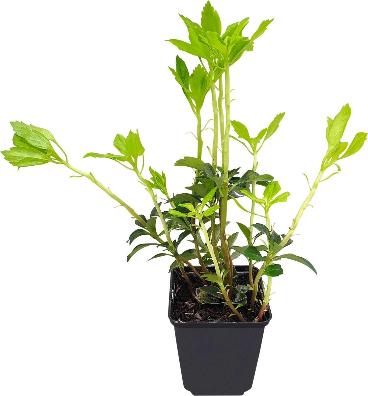 Pachysandra terminalis P9 cm