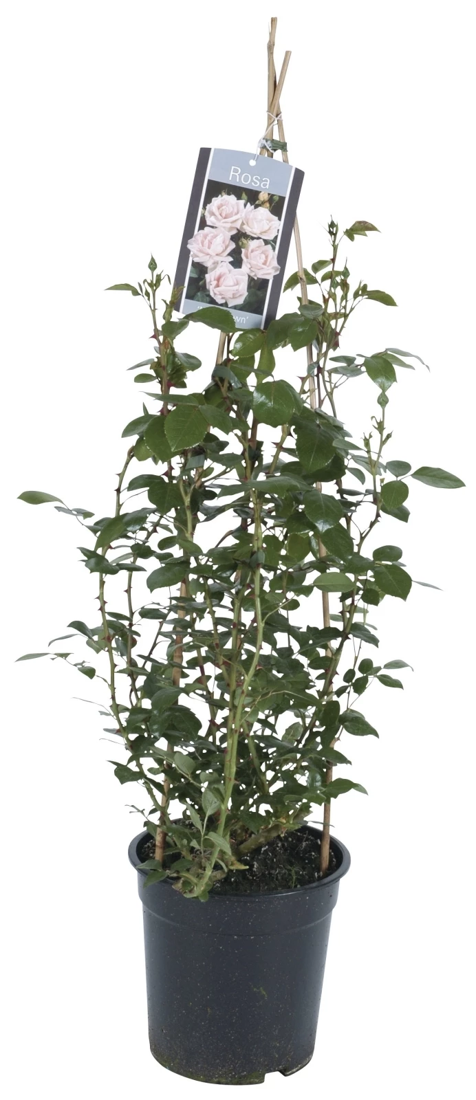 Rosiers grimpantes mix P17 cm