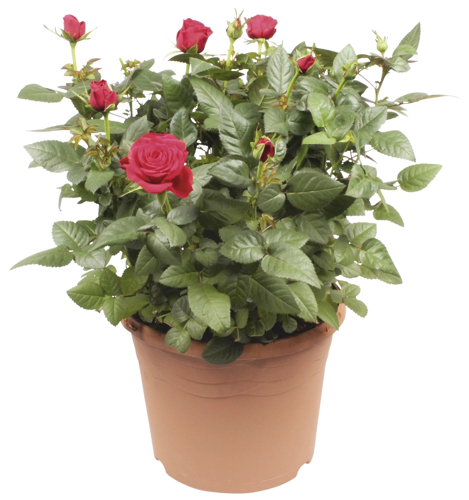 Topfrosen P20 cm kaufen Kletterpflanzen u. mehrjährige Pflanzen LANDI