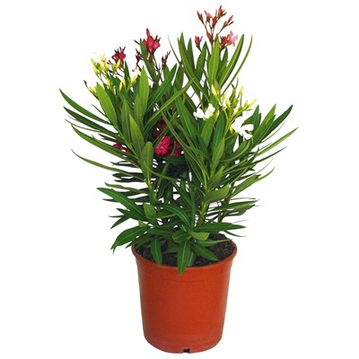 Oleander Tricoleur P25 cm