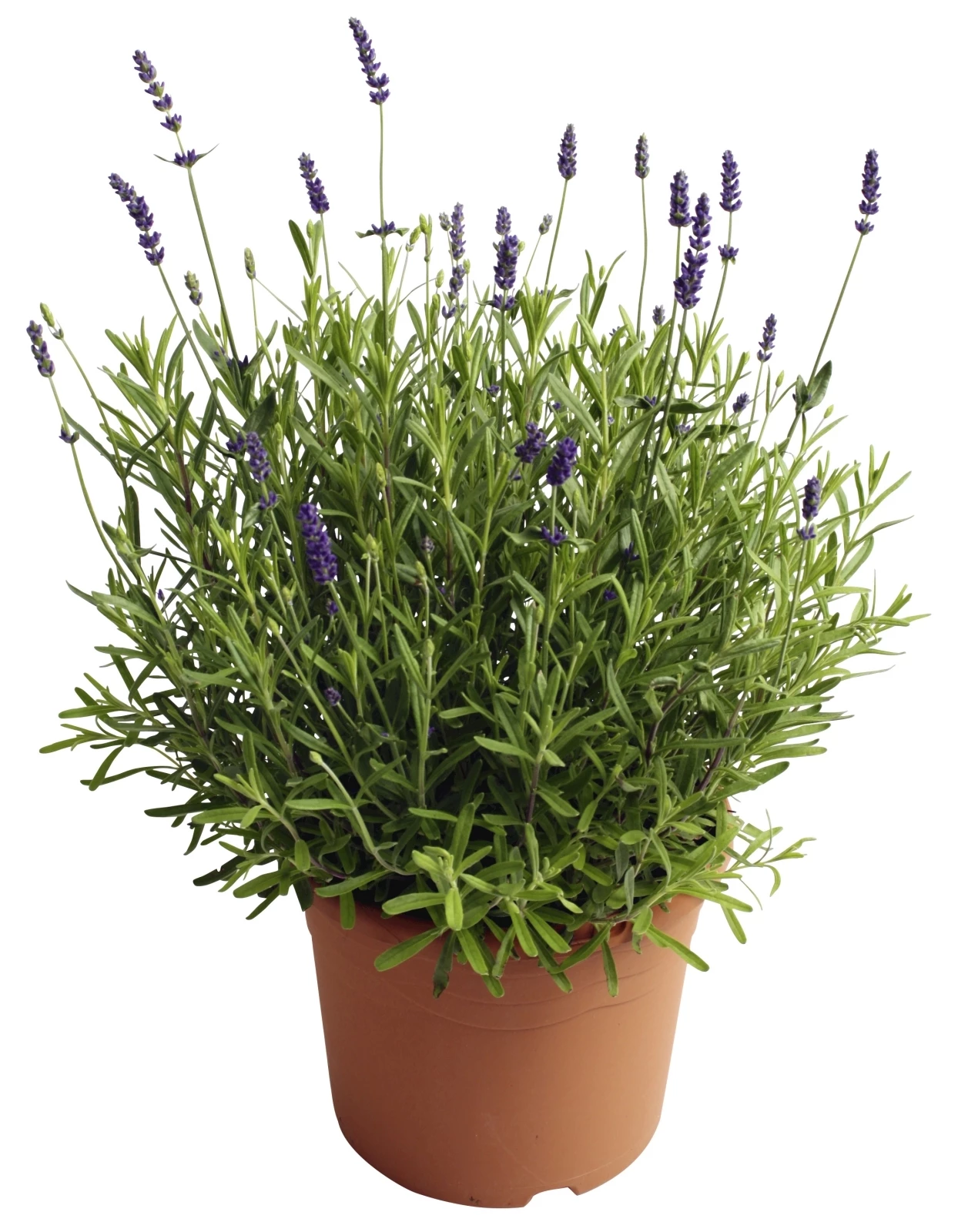 Lavende Hidcote Blue P21 cm