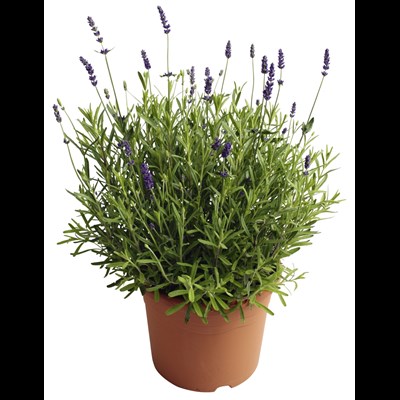Lavendel Hidcote Blue P21 cm