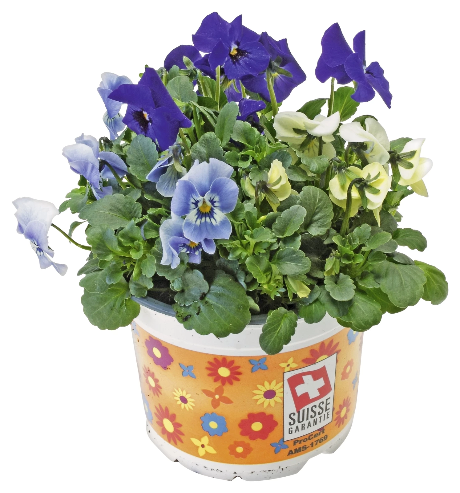 Viola Cornuta Carneval P12 cm