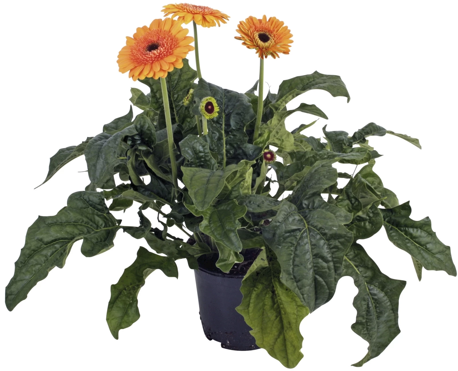 Gerbera Patio P19 cm