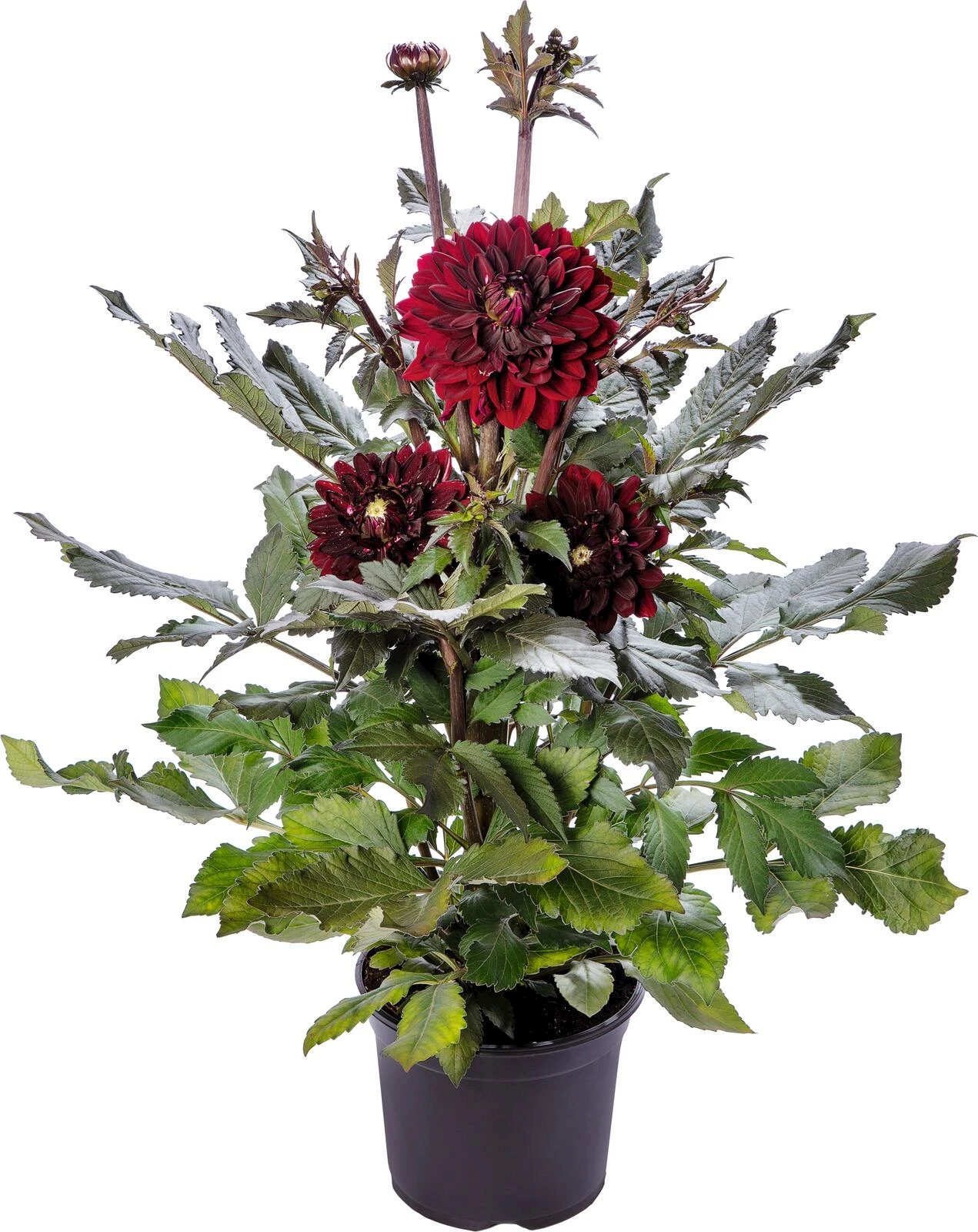 Dahlien XL P23 cm
