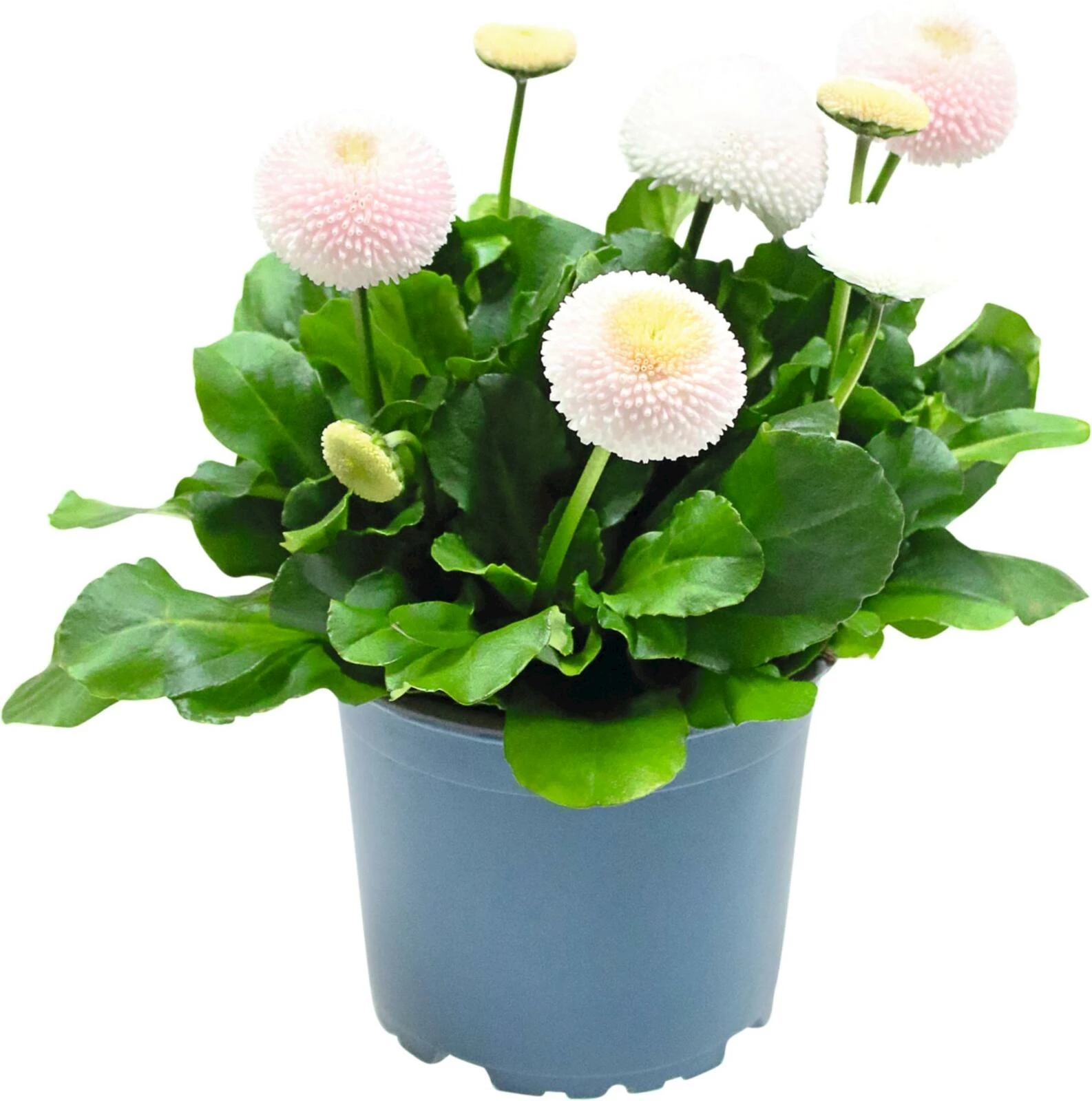 Bellis Riesenpompon P12 cm