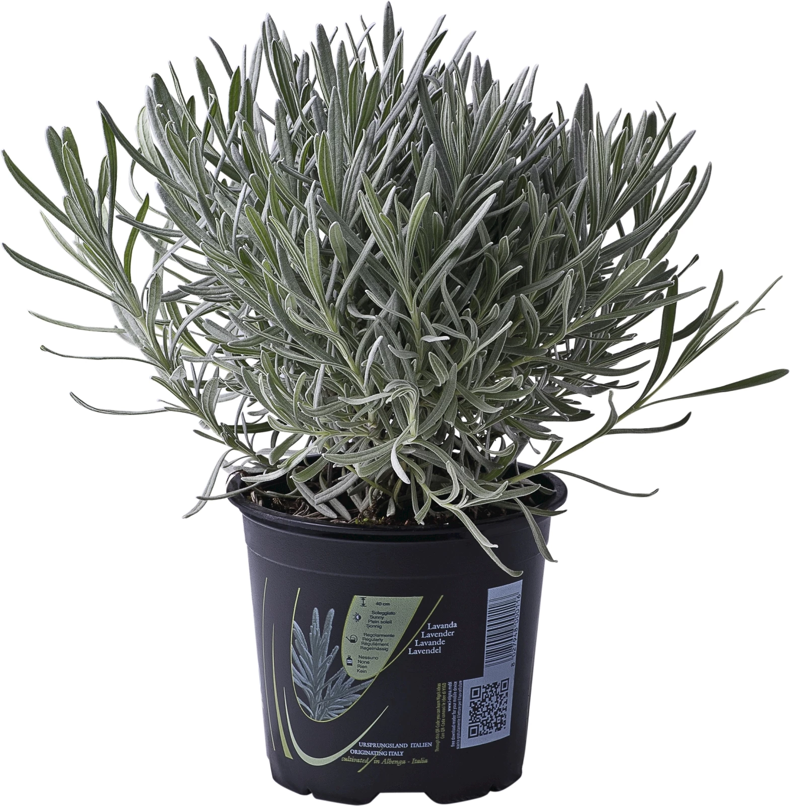 Lavendel angustifolia P14 cm