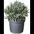 Lavende angustifolia P18 cm