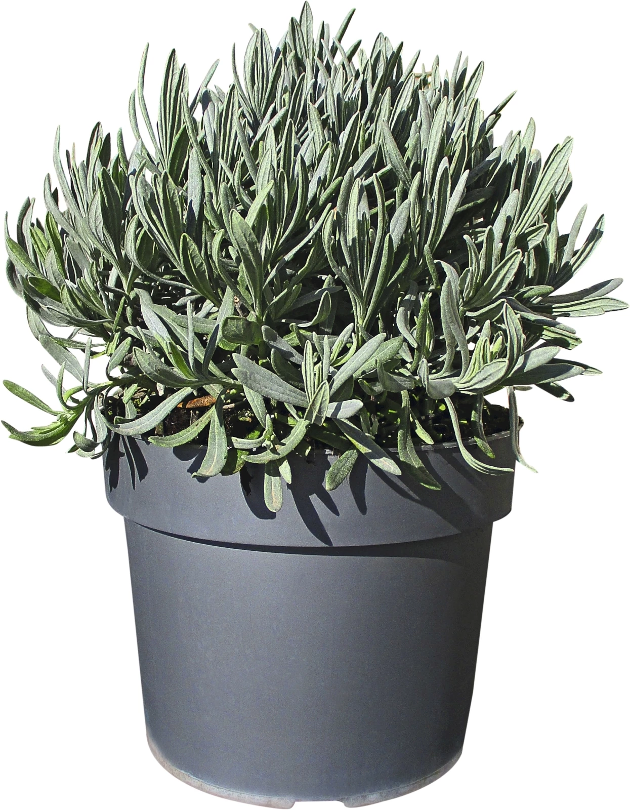 Lavendel angustifolia P18 cm