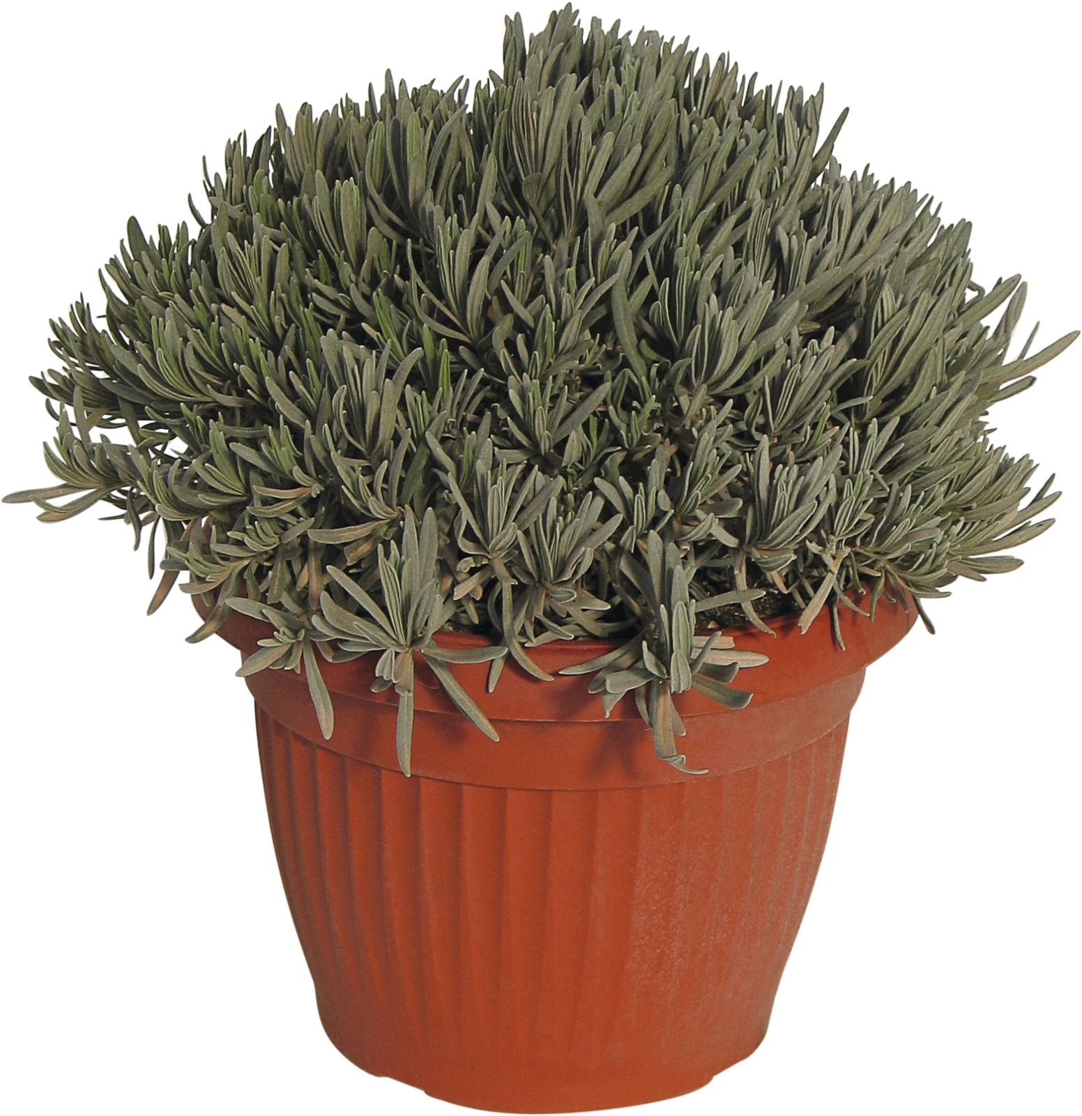 Lavendel angustifolia P25 cm