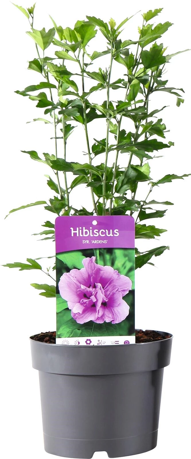 Hibiskus Syriacus  P23 cm