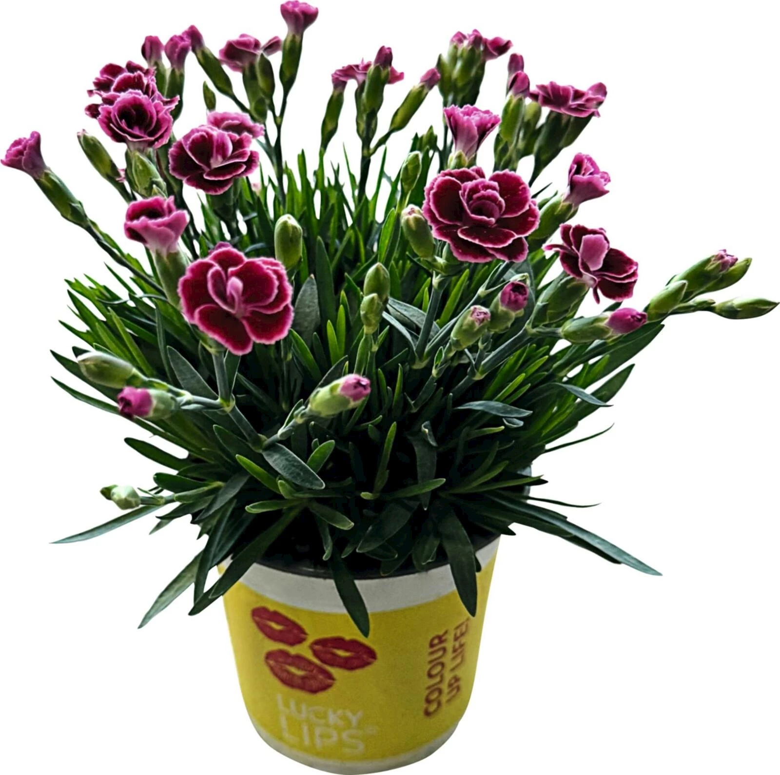 Dianthus Lucky Lips P10.5 cm