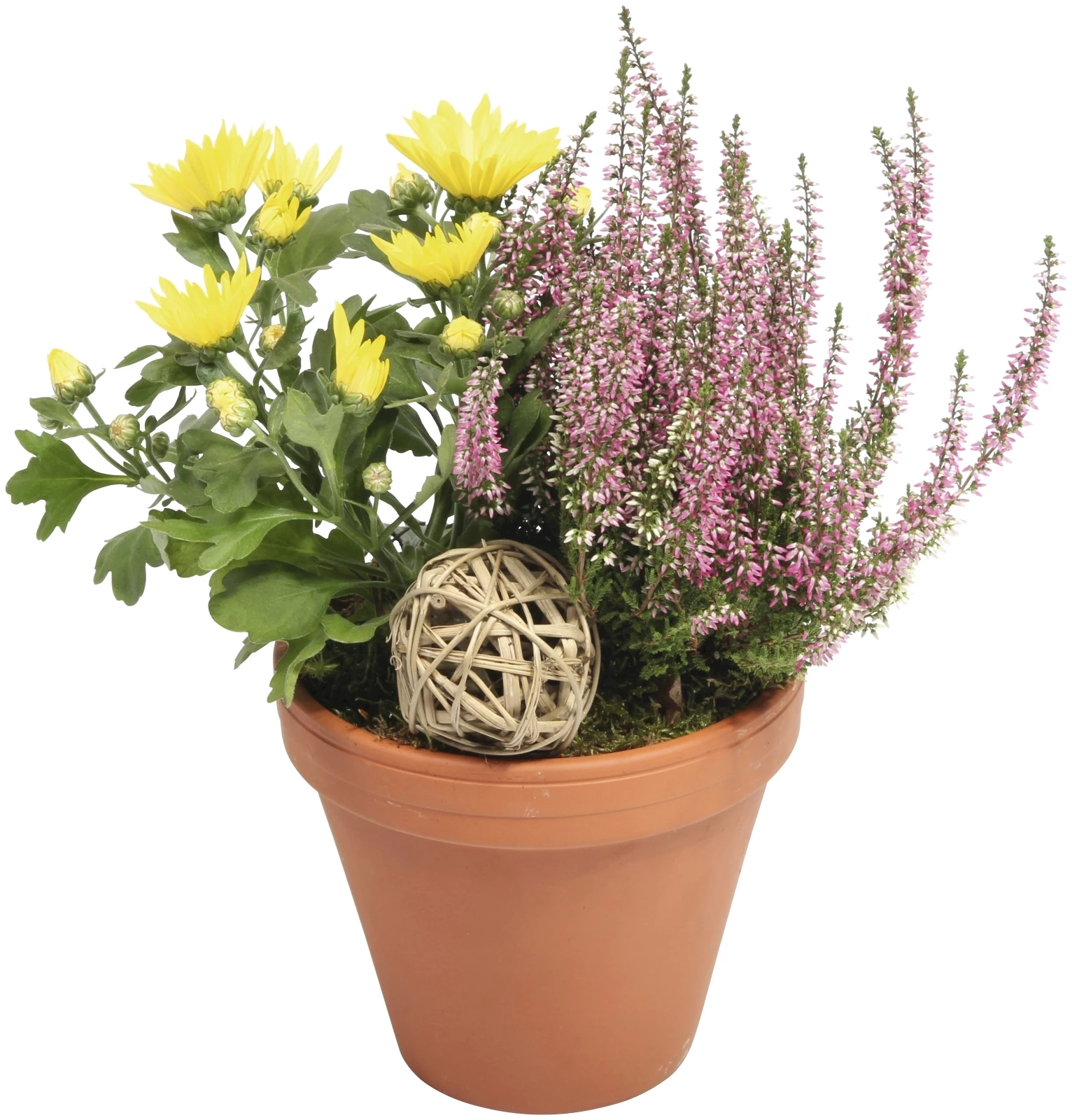 Herbsttopf Terracotta P16 cm