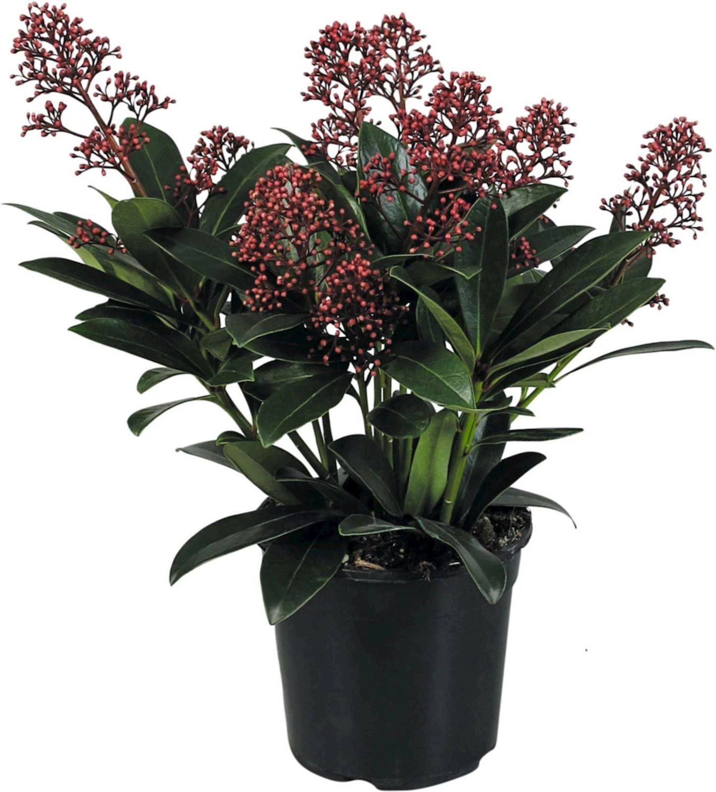 Skimmia Rubella P13 cm