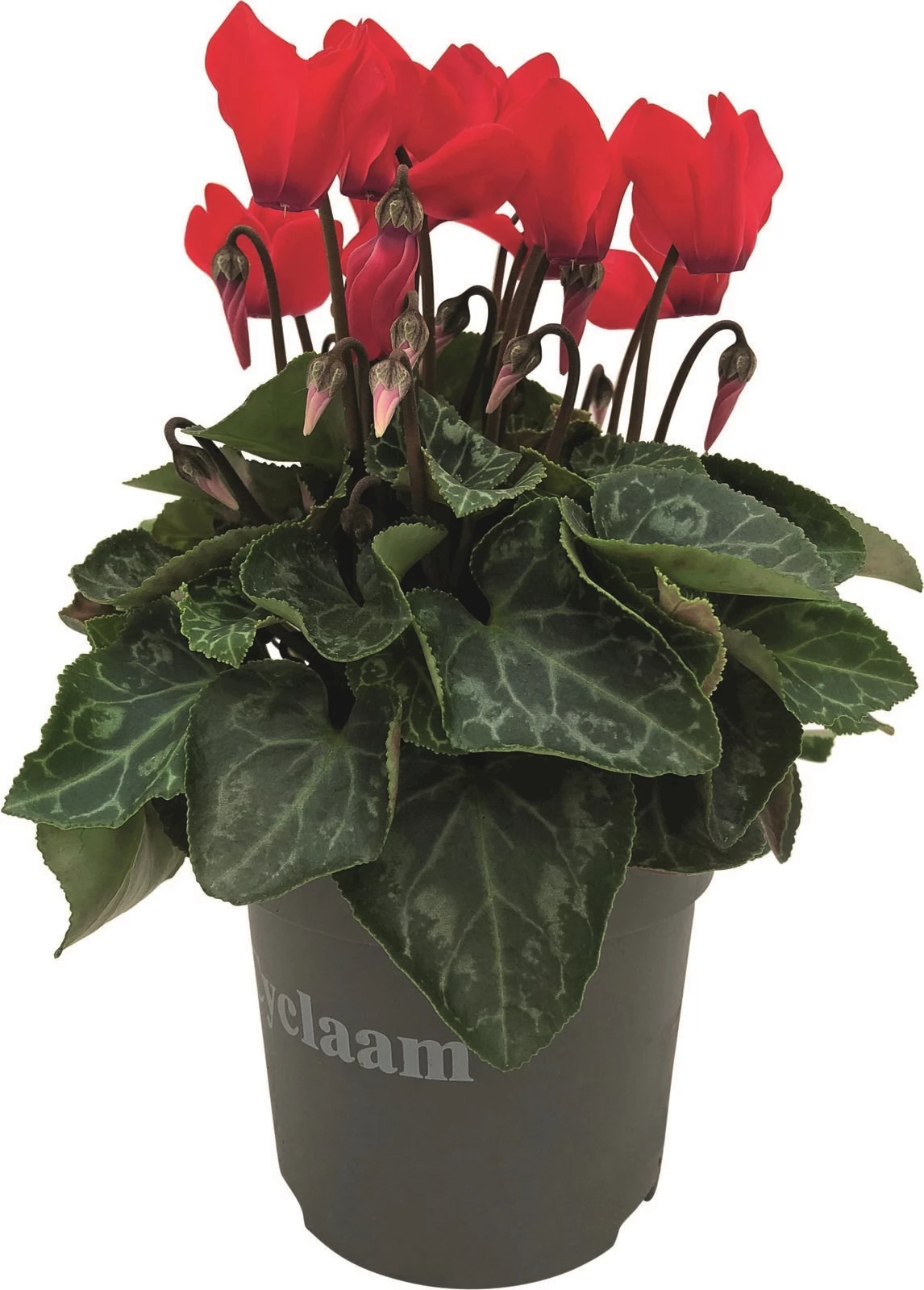 Cyclamen Super Serie P10,5 cm