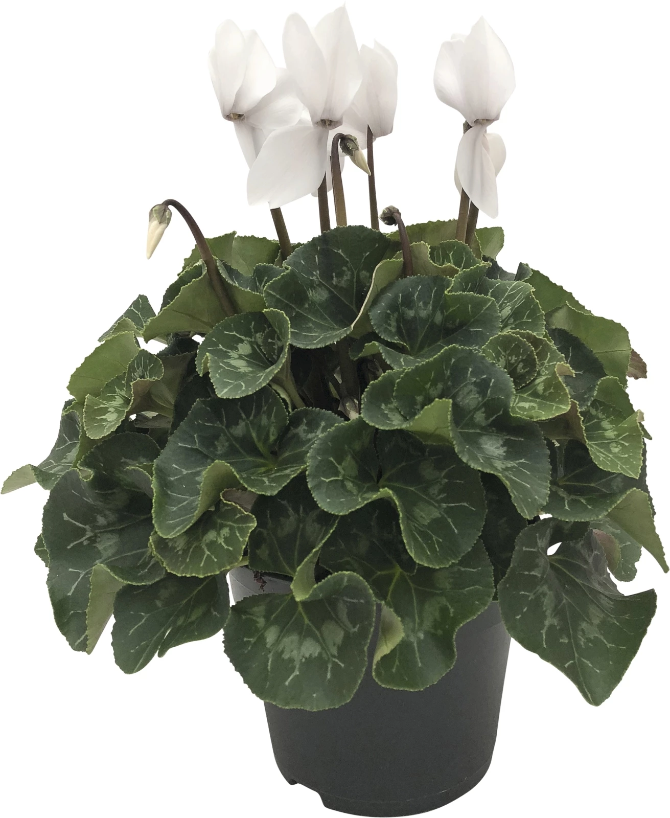 Cyclamen Super Serie XL P15 cm