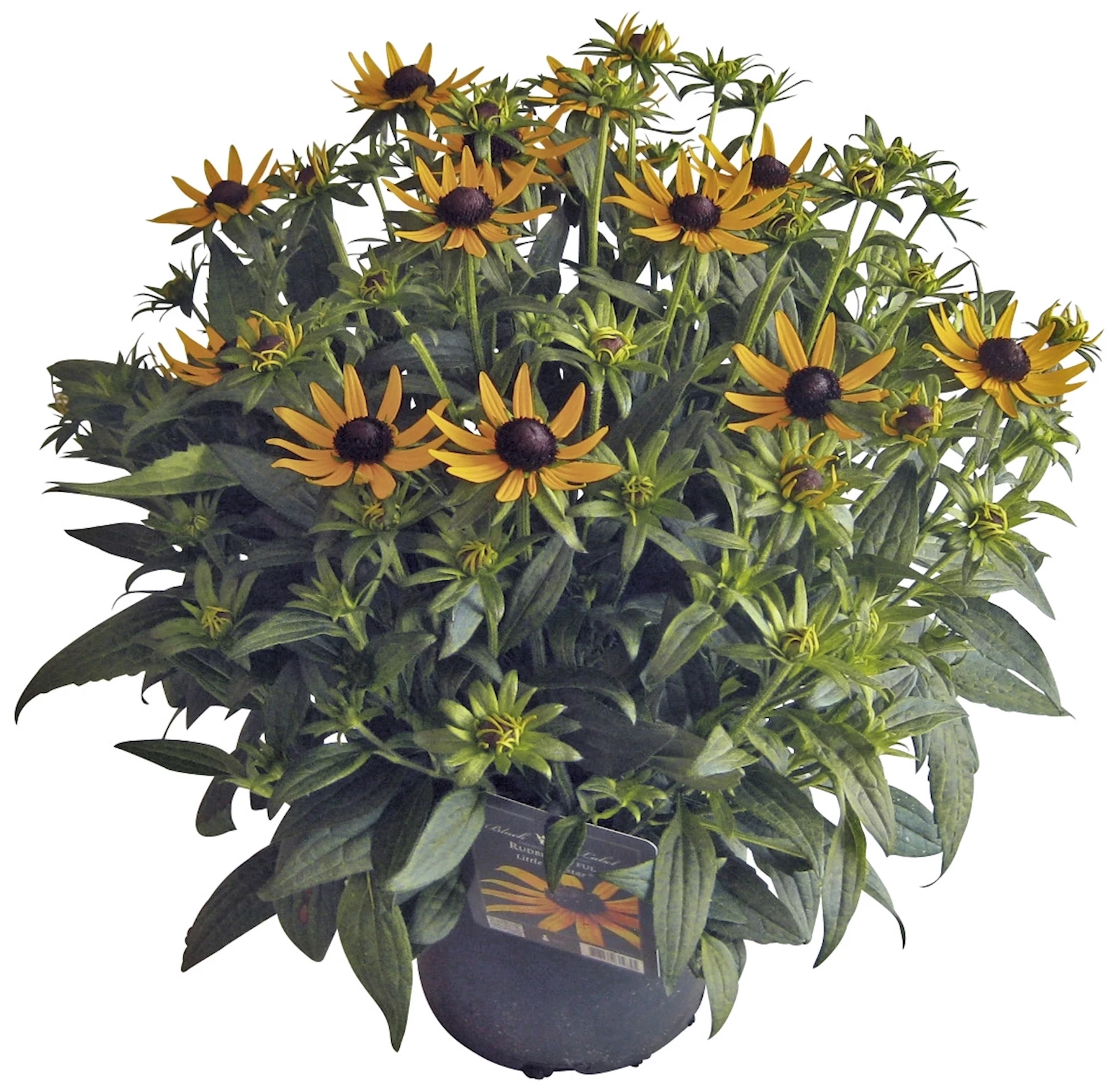 Rudbeckia Little Goldstar P18 cm