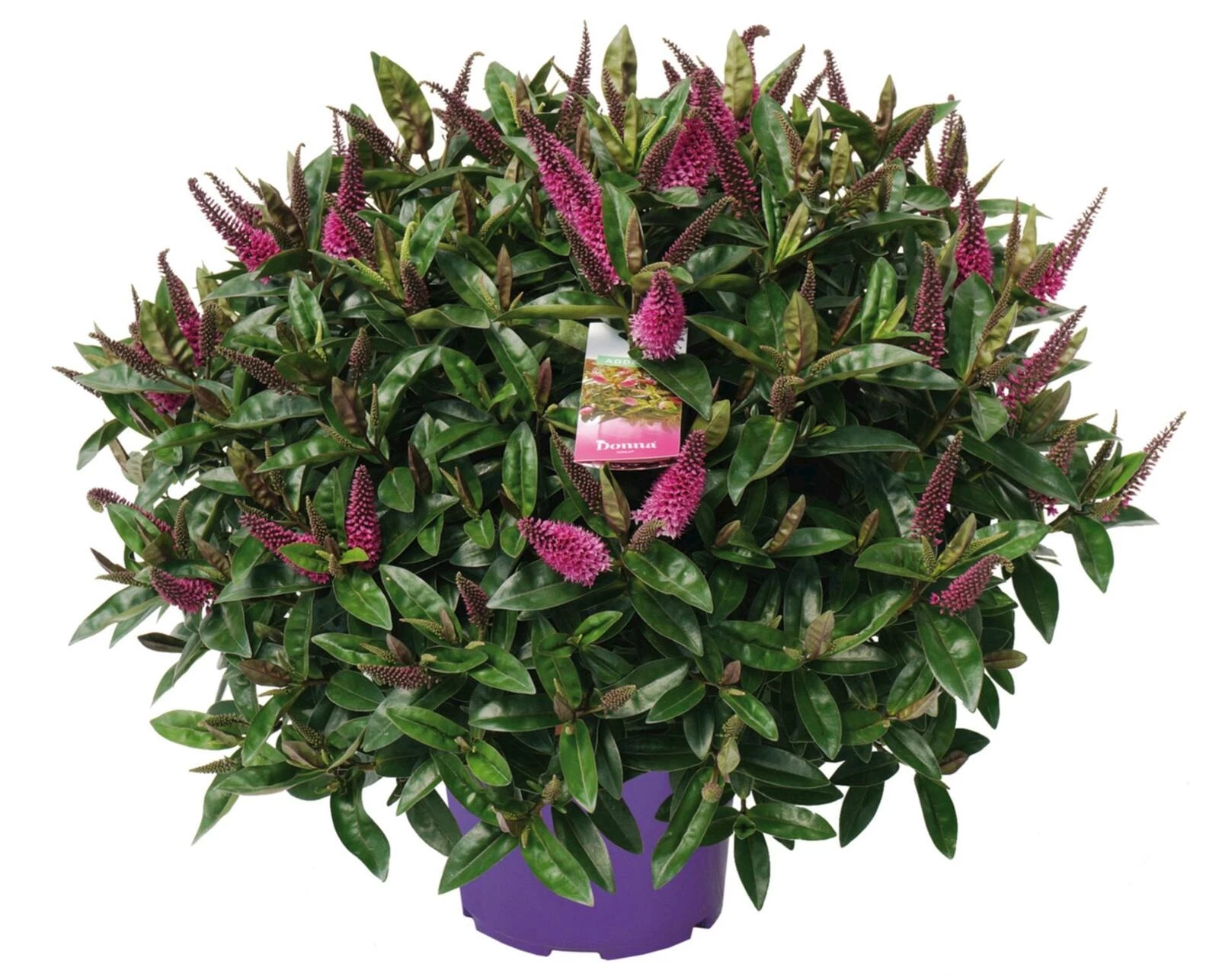 Strauchveronika P23 cm