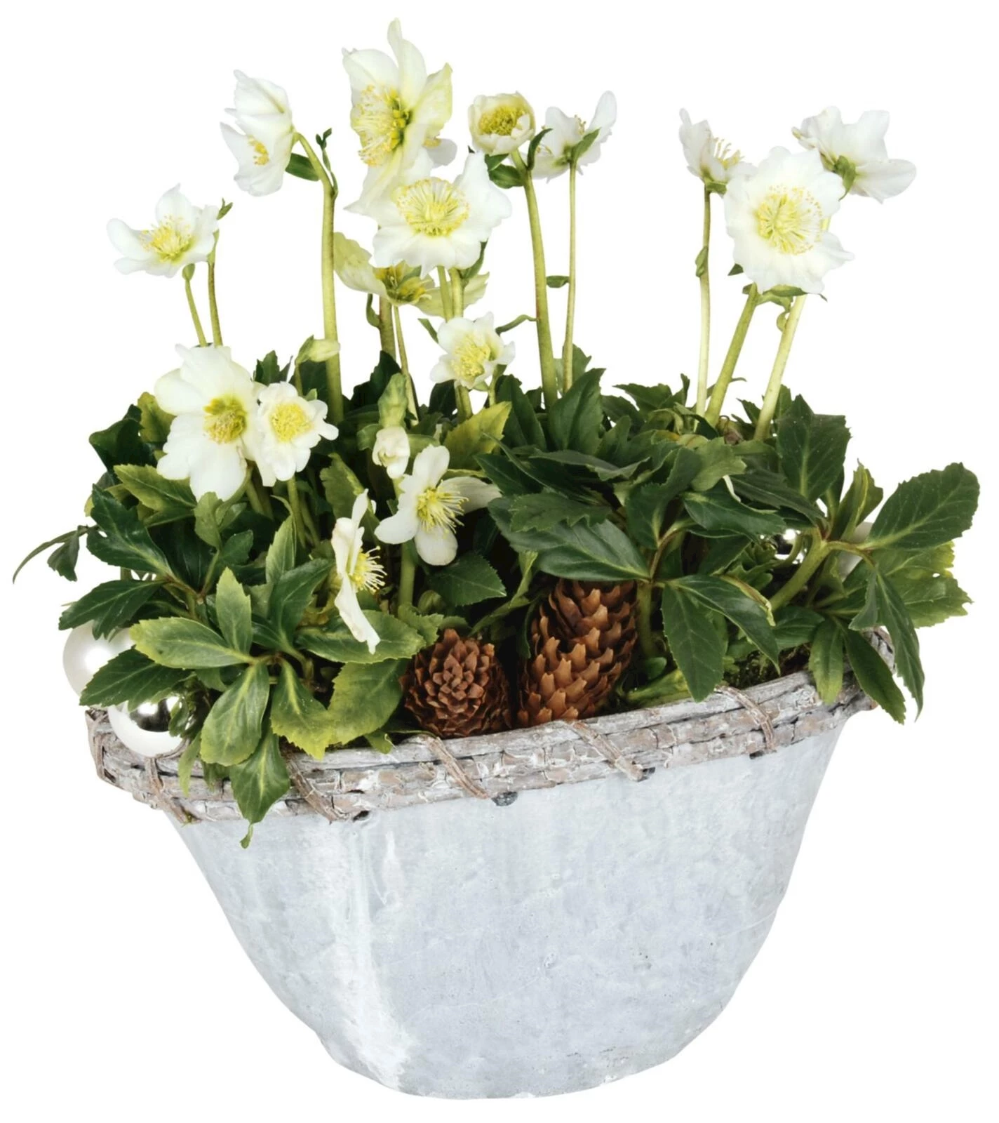 Bol de pierre avec Helleborus