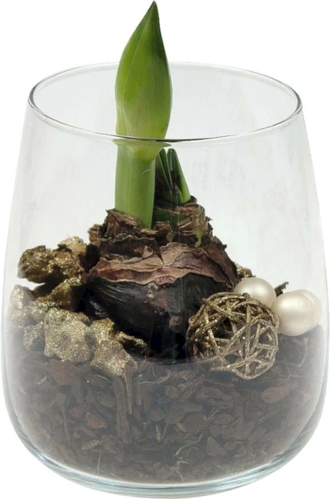 Amaryllis im Glas 15cm